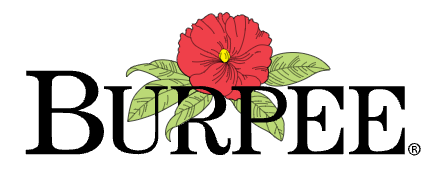 Burpee